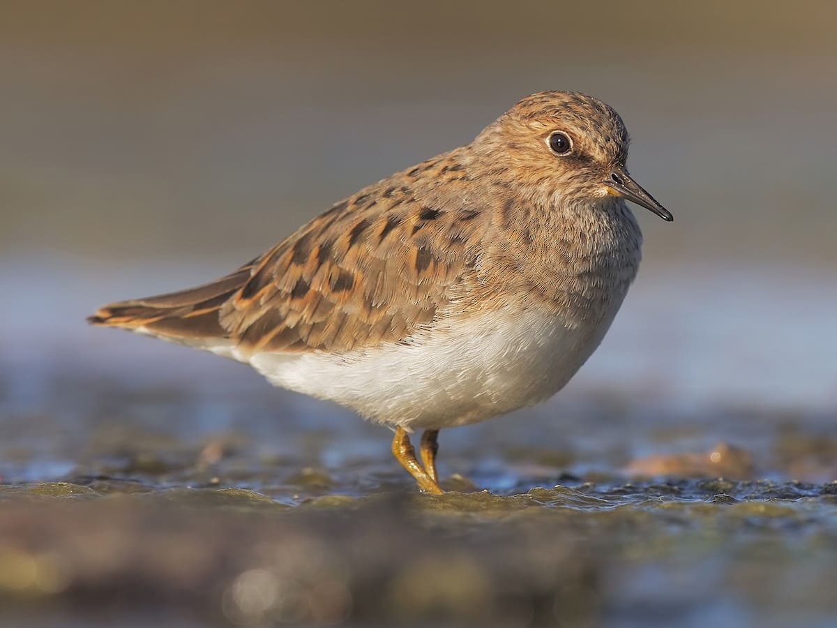 Temminck's Stint